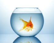 Fishbowl für Unternehmenskultur