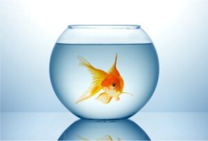 Fishbowl für Unternehmenskultur