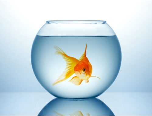 Wenn Führung zuhört: Fishbowl als Turbo für Ihre Kulturveränderung